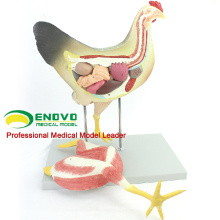 A28(12009) Veterinary Anatomical Hens Model 12009